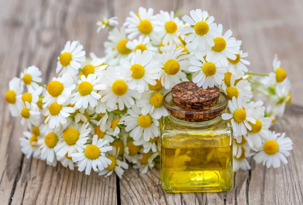 Chamomile Oil